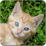 Cat Games Free Puzzles for PC Cat Games Free Puzzles for PC