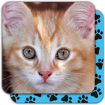 Puzzle Games free: Cute Cats for PC Puzzle Games free: Cute Cats for PC