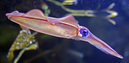 Squid Wallpaper PC screenshot Squid Wallpaper PC screenshot