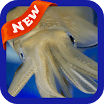 Squid Wallpaper for PC Squid Wallpaper for PC