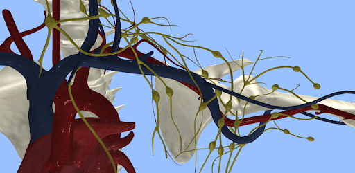 Anatomyou VR | Human Anatomy for PC - Free Download & Install on ...
