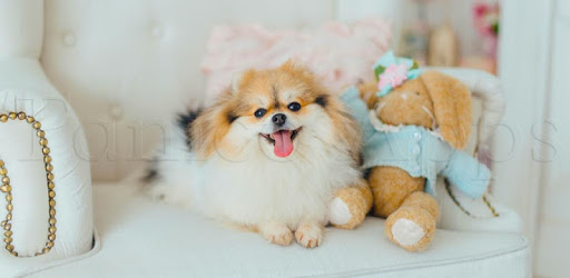 Tile Puzzle Pomeranian Dogs PC screenshot