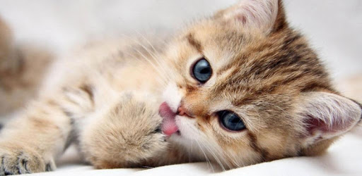 Cat 3D Live Wallpaper PC screenshot