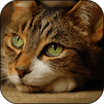 Cat 3D Live Wallpaper for PC