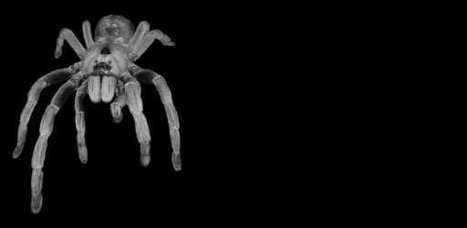 Tarantulas PC screenshot Tarantulas PC screenshot