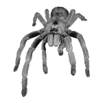 Tarantulas icon