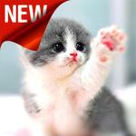 Cat Wallpapers HD ๐ฑ๐ป for PC Cat Wallpapers HD ๐ฑ๐ป for PC