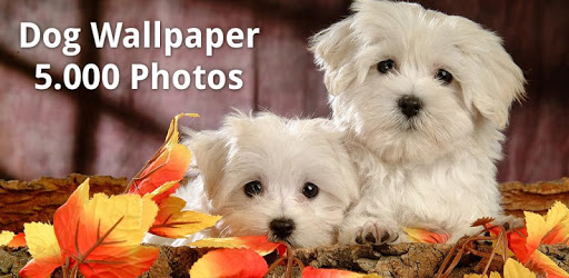 Dog Wallpapers πΆπ© PC screenshot Dog Wallpapers πΆπ© PC screenshot