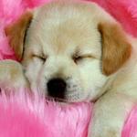 Dog Wallpapers πΆπ© for PC Dog Wallpapers πΆπ© for PC