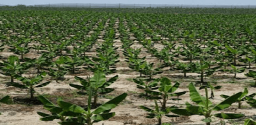 Plant and Benefit of Banana PC screenshot Plant and Benefit of Banana PC screenshot