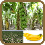 Plant and Benefit of Banana for PC Plant and Benefit of Banana for PC