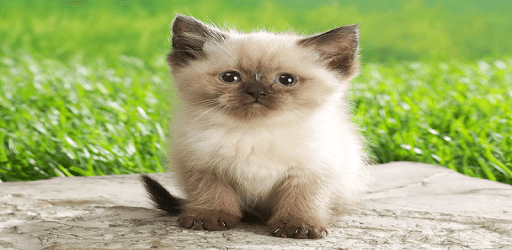 Animals Wallpapers PC screenshot