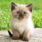 Animals Wallpapers for PC