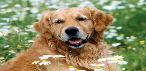 Animals Wallpapers Vol. 2. PC screenshot