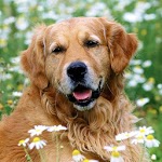 Animals Wallpapers Vol. 2. for PC