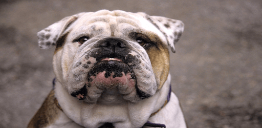 Bulldog Wallpapers PC screenshot