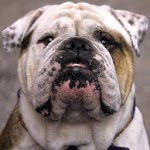 Bulldog Wallpapers for PC