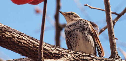 Thrush Wallpaper PC screenshot Thrush Wallpaper PC screenshot