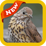 Thrush Wallpaper for PC Thrush Wallpaper for PC