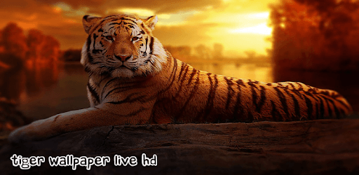 Tiger Wallpaper Live HD PC screenshot