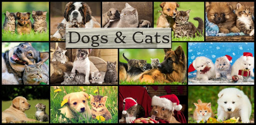 Dogs vs Cats: Kid Puzzle Games PC screenshot