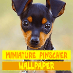 Miniature Pinscher Dog Wallpaper for PC Miniature Pinscher Dog Wallpaper for PC