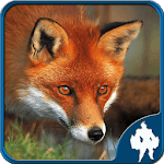 Fox Jigsaw Puzzles for PC