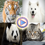 Wild Animals Videos for PC Wild Animals Videos for PC