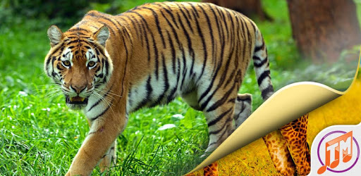 Animal Wallpaper Free Download PC screenshot