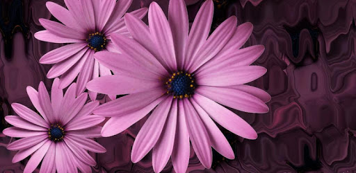 Beautiful flowers on violet PC screenshot