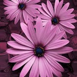 Beautiful flowers on violet for PC