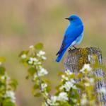 3D Bird Ringtones & Sounds for PC