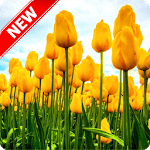 Tulip Wallpaper for PC Tulip Wallpaper for PC