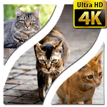 Wallpapers Cat 4K UHD for PC