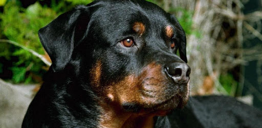 Rottweiler New HD Wallpapers PC screenshot Rottweiler New HD Wallpapers PC screenshot