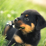 Rottweiler New HD Wallpapers for PC Rottweiler New HD Wallpapers for PC
