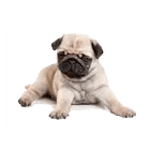 Dog screen cleaner for PC Dog screen cleaner for PC