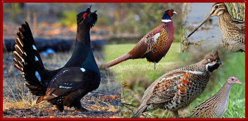 Turkey calls PC screenshot