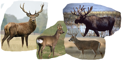Deer calls PC screenshot Deer calls PC screenshot