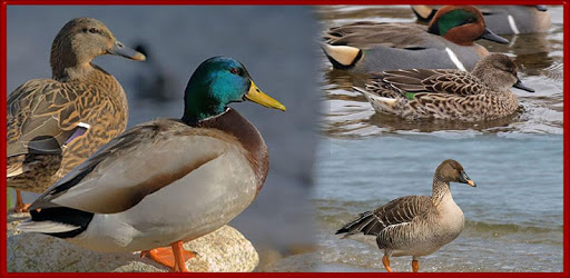 Duck calls PC screenshot