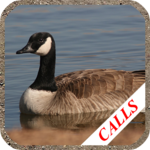 Goose calls icon