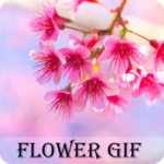 Flower GIF 2018 for PC Flower GIF 2018 for PC