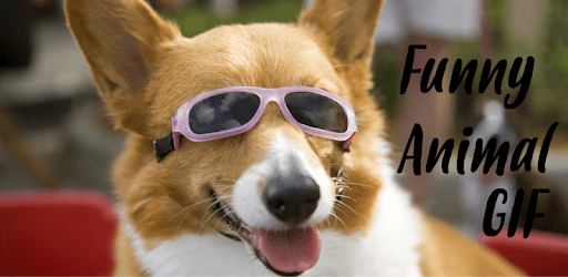 Funny Animal Gif PC screenshot