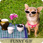 Funny Animal Gif for PC