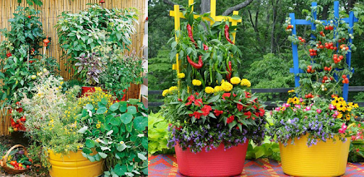 Vegetable Garden Ideas PC screenshot Vegetable Garden Ideas PC screenshot