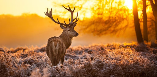 Deers Video Live Wallpaper PC screenshot