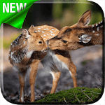Deers Video Live Wallpaper for PC