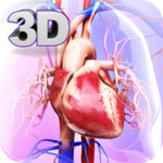 Circulatory System Anatomy icon