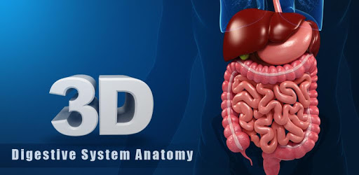 Digestive System Anatomy PC screenshot