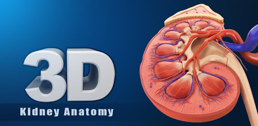 Kidney Anatomy PC screenshot